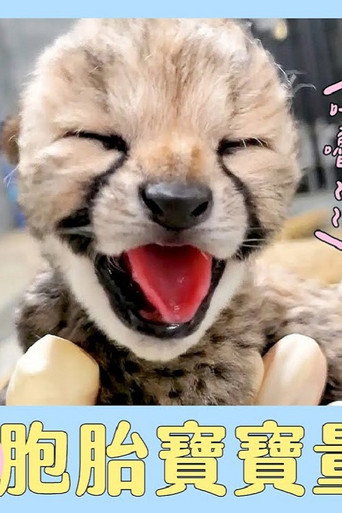 超Q萌！日本動物寶寶大集合～難得一見！獵豹6胞胎寶寶量體重囉