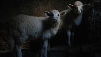 Agnus Dei (2025)