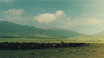 Пастух (1982)
