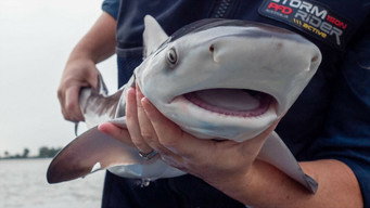 Baby Sharks (2022)