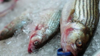 The Fish Episode, Y'all