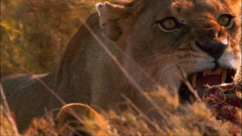 Superpride (2008)
