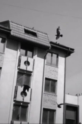 feeding birds poster