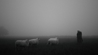 Barlebas media image