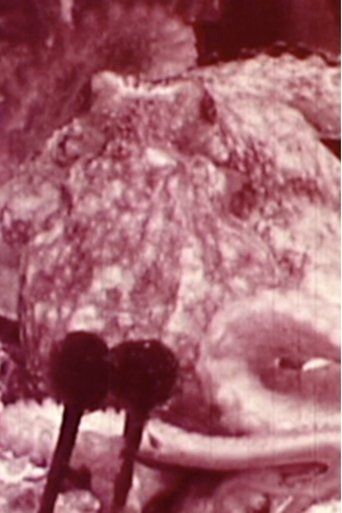 Aurora Borealis (2002)