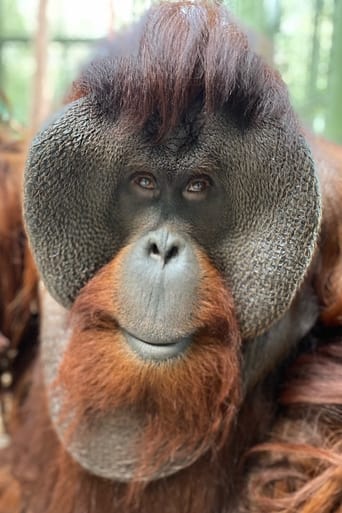 Image of Sam the Orangutan