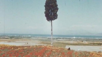 Nausicaa (1971)