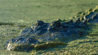 Galeria 3 - 13 Dias En El Lago De La Muerte