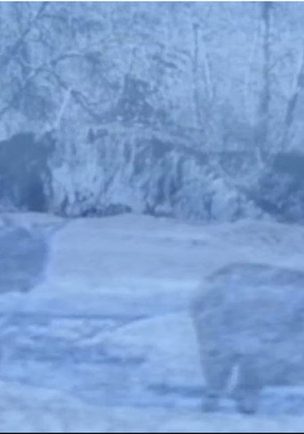 Dream of the Drowning Herds