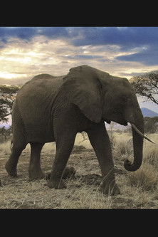 Serengeti - Expeditionen ins Tierreich poster