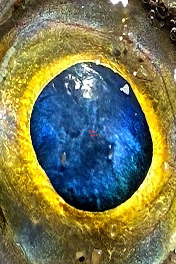 deadeye
