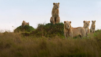 León