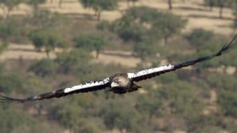 Dehesa, el bosque del lince ibérico (2020)