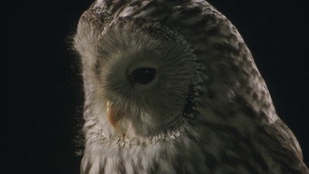 Сова (2003)