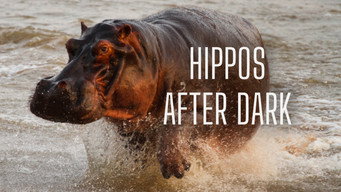Hippos After Dark (2015)