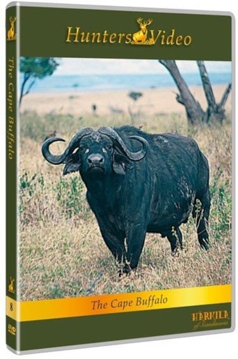 The Cape Buffalo