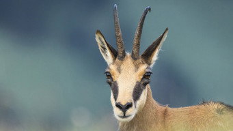 Wild Romania (2021)