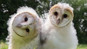 Super-Powered Owls