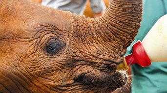 Ingenious Animals - S1E01