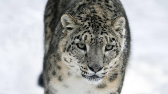 #6 Asia's Wild Secrets