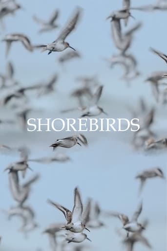 Shorebirds