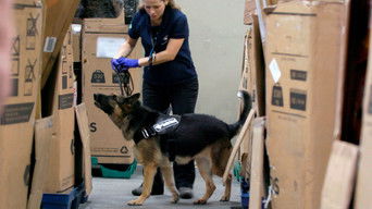 Cena de Instinto Canino