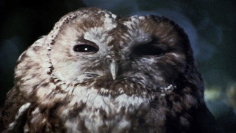 #4 The Owl Service