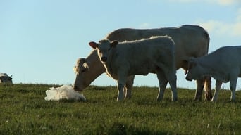 Bovines (2011)