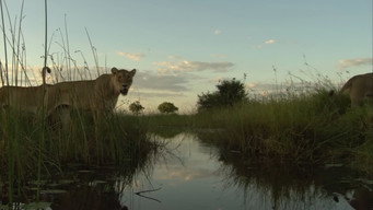 Pride in Battle (2010)