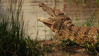 #8 Hippo vs Croc