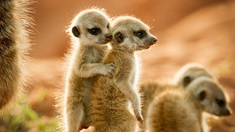 Brothers & Sisters