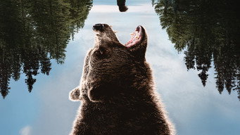 #11 Grizzly Night