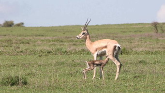 Tanzanie, la nature à l'état sauvage - S1E01
