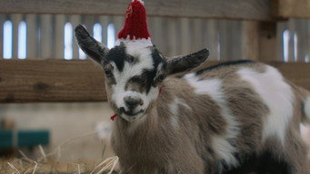 #8 Feather Christmas