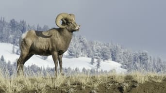 Yellowstone Journals (2019)