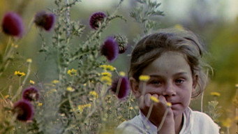 Травневий кульбабовий сніг (1972)