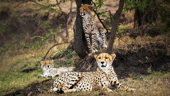 #5 Man Among Cheetahs