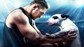Bullterrier media image
