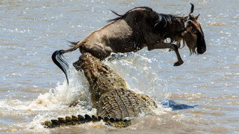 #8 Predator v Prey