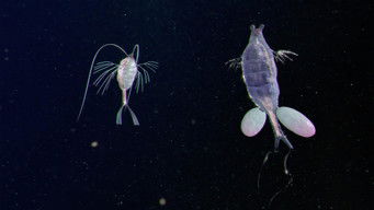 Episode 5 — I Love You