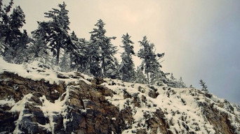#71 Шершні