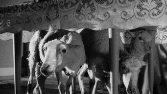 Ангел-винищувач (1962)