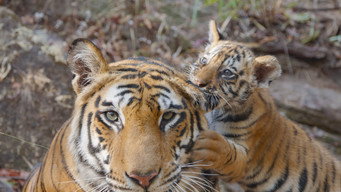 #5 Tiger