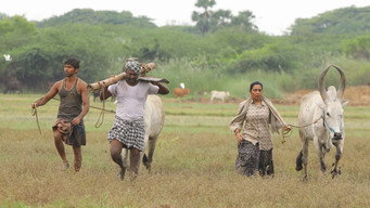 #12 Bison Kaalamaadan