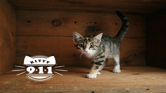 Kitty 911 (2016- )
