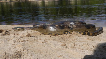Anaconda: Silent Killer (2014)