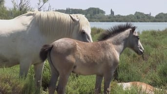 #2 Wild Horses of the Marshes