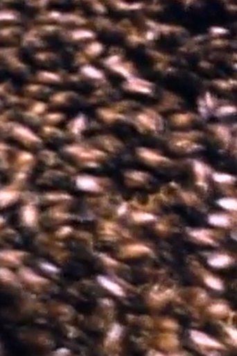 Blind Huber (2005)