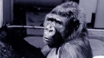 #1 Koko: A Talking Gorilla