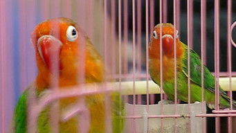 Episode 64 — Episode 64